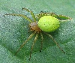 Green Orb Web Spider
