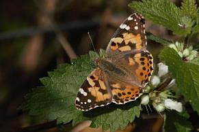 Painted Lady - top
