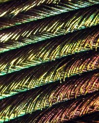 Peacock feather - detail