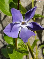 Flower of Greater Periwinkle