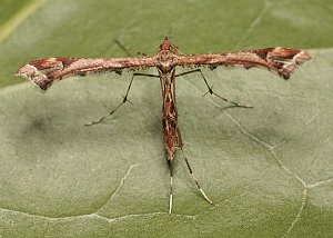 Plume moth, Amblyptilia acanthadactyla