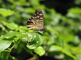 Speckled Wood butterfly at rest