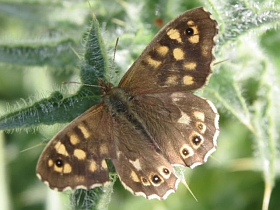 Speckled Wood butterfly wings open