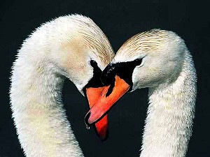 2 Mute Swan heads