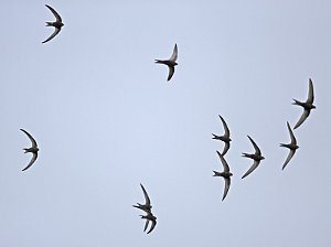 Flock of Swift