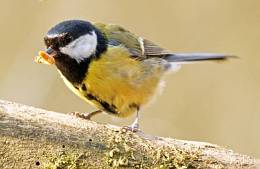 Great Tit eating worm