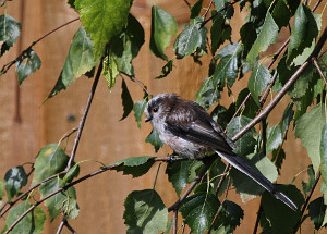 Lond-tailed Tit