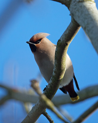 Waxwing on branch