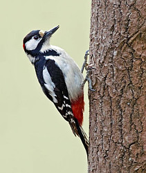 Male Great Spotted Woodpecker