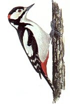 Great spotted woodpecker