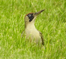 Green Woodpecker in grass