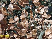 Beech leaves in autumn