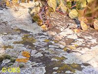 Lichen on stone